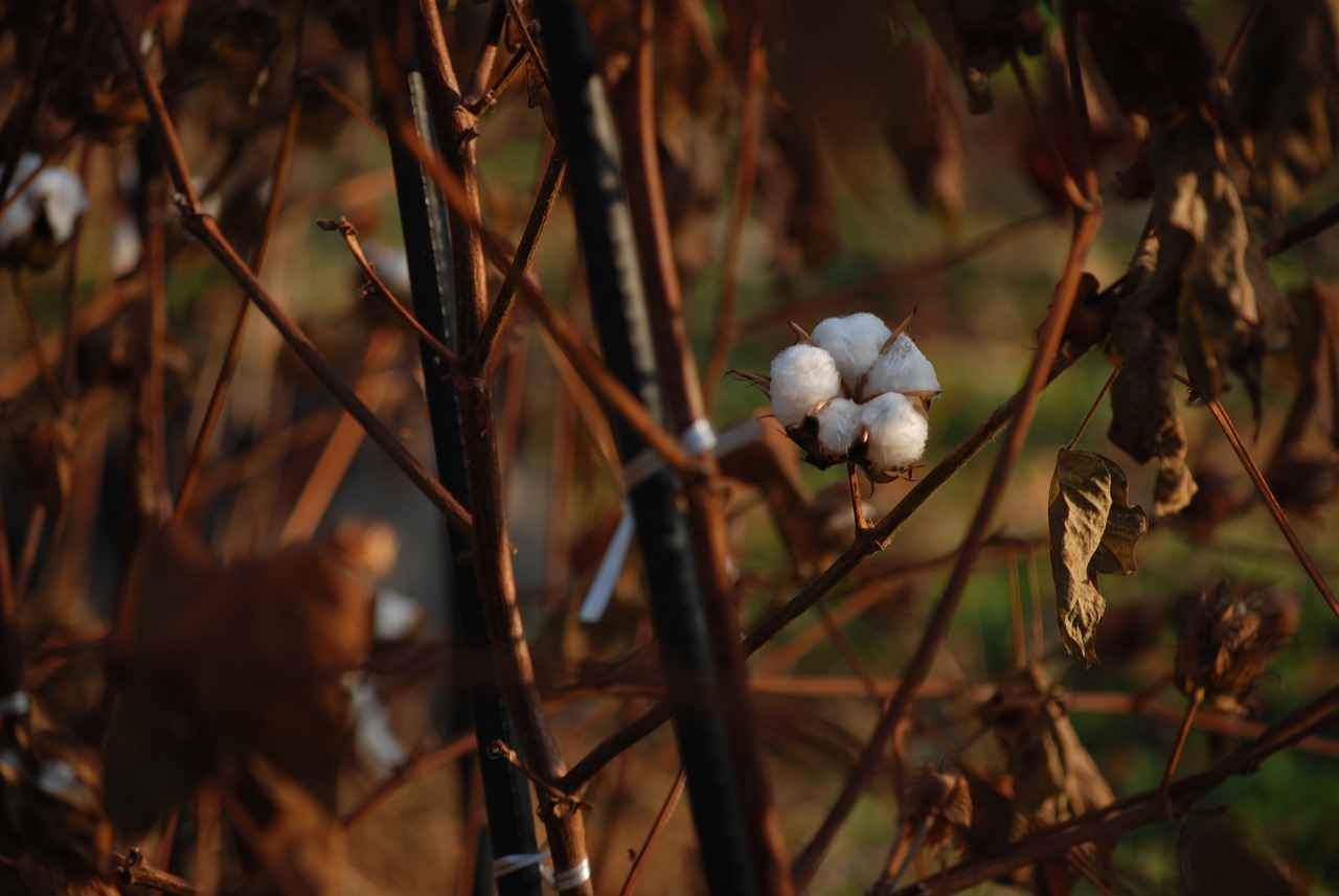 What Makes Cotton Suitable for Vaping?