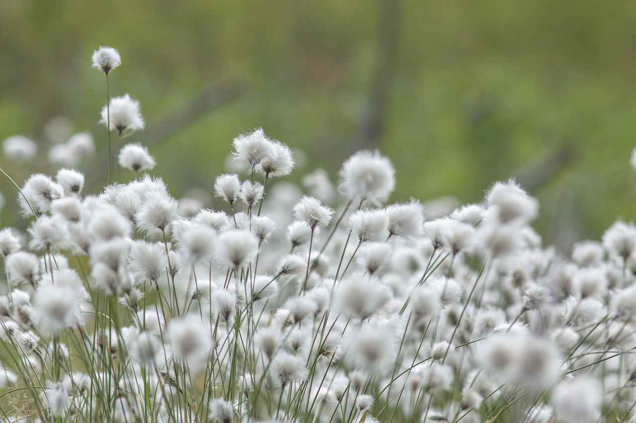How to Maintain Your Vape Cotton for Longevity