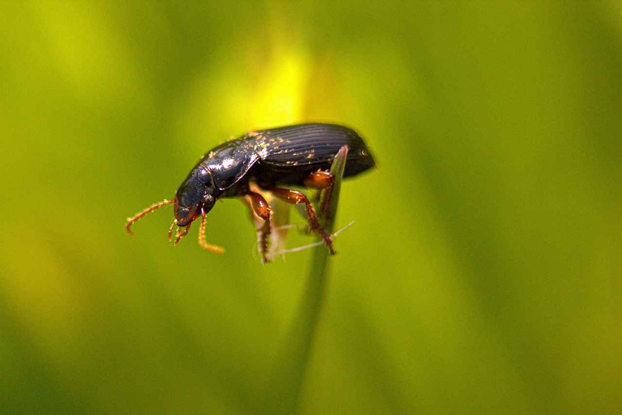 How Does Nicotine Compare to Other Cognitive Enhancers?