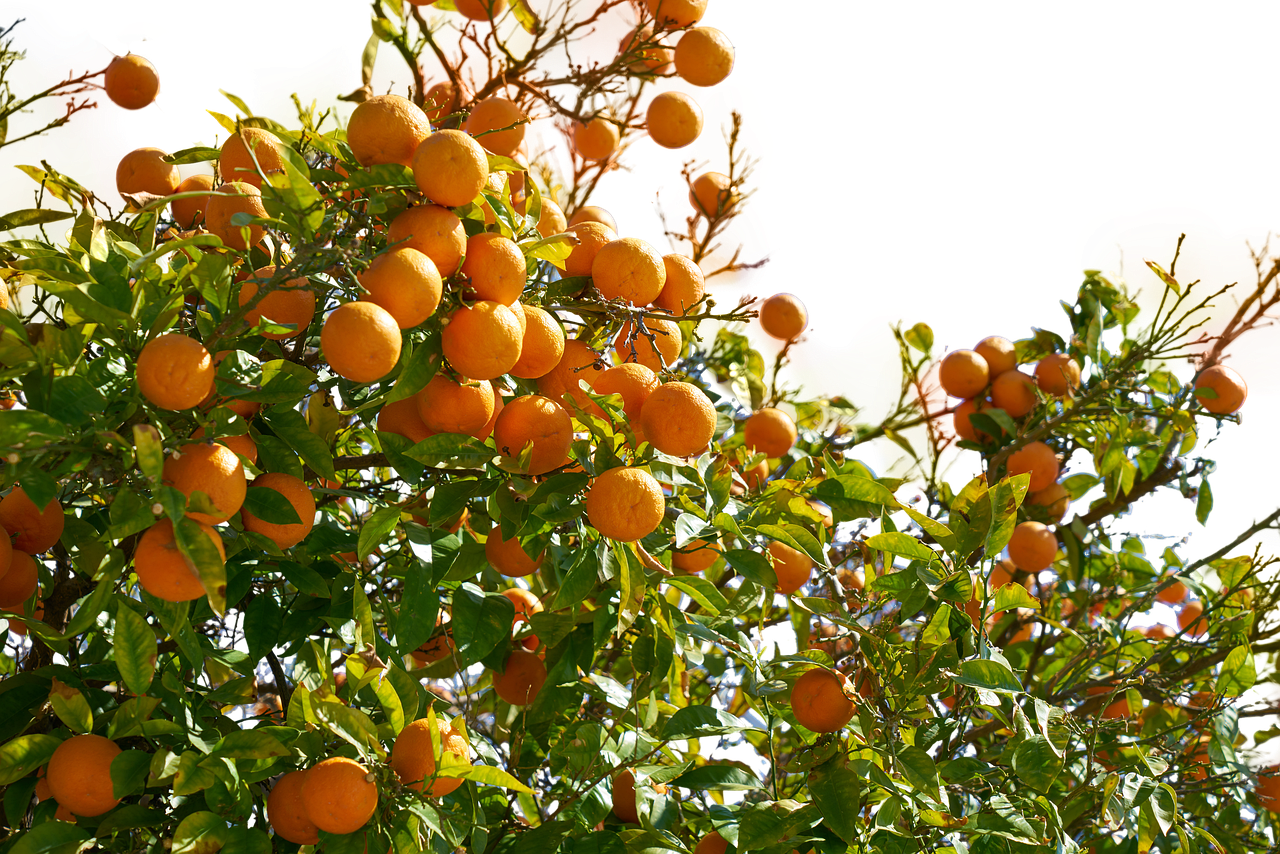 How Long Does Vape Juice Last? Expiration & Storage Tips 6 How to Extend the Life of Your Vape Juice?