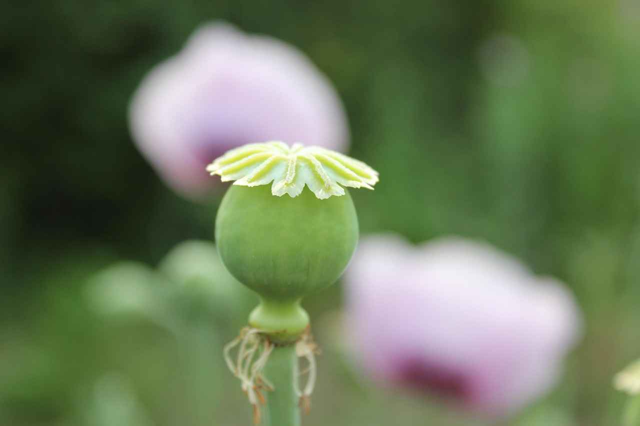 Top 5 Pod Mods with the Best Battery Life 1 What Makes Battery Life Important in Pod Mods?