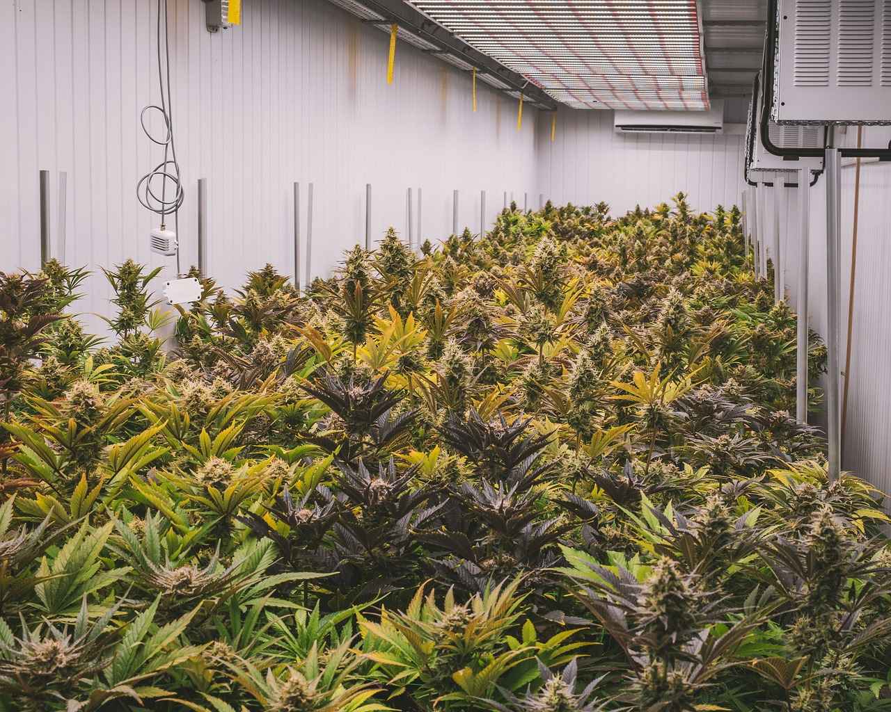Top CBD Vape Juice Brands in 2023
