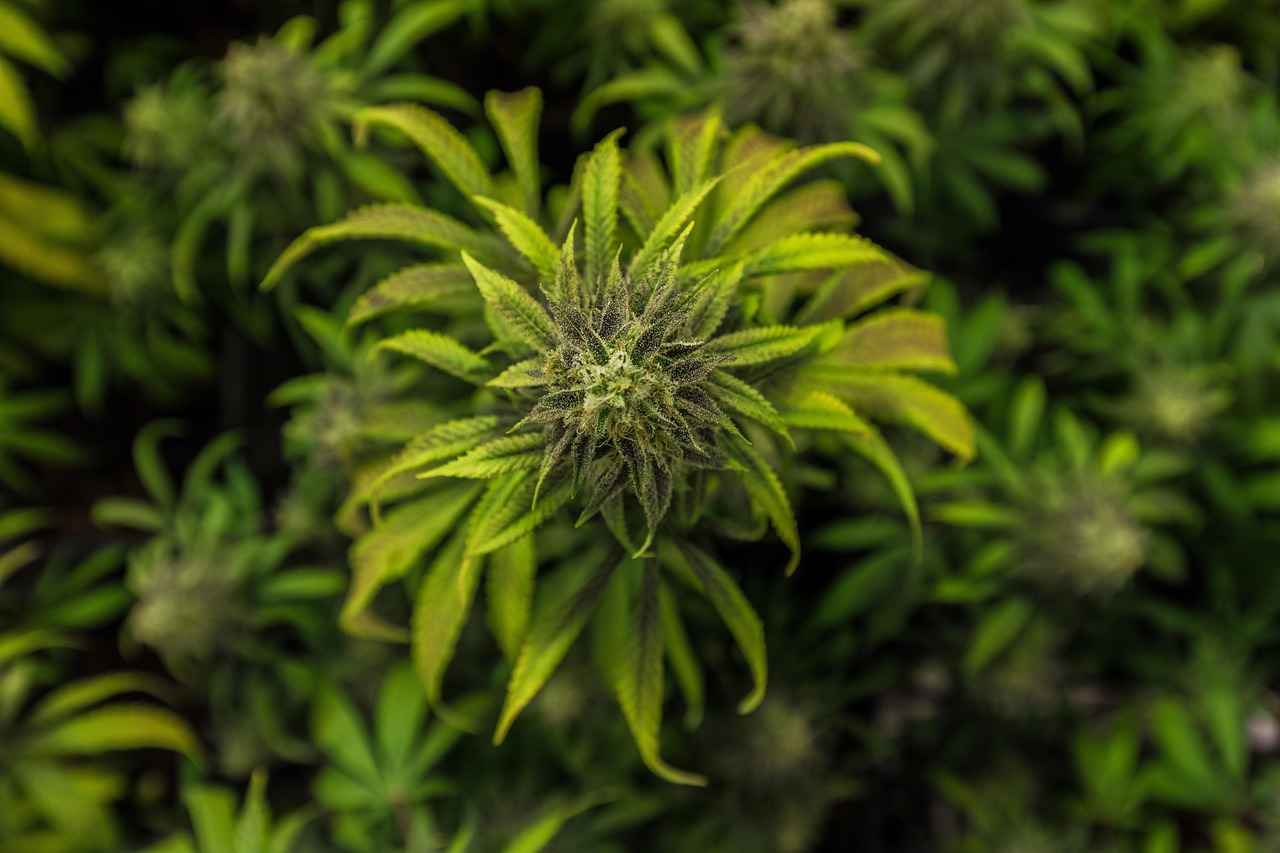 Where to Buy Quality CBD Vape Products?