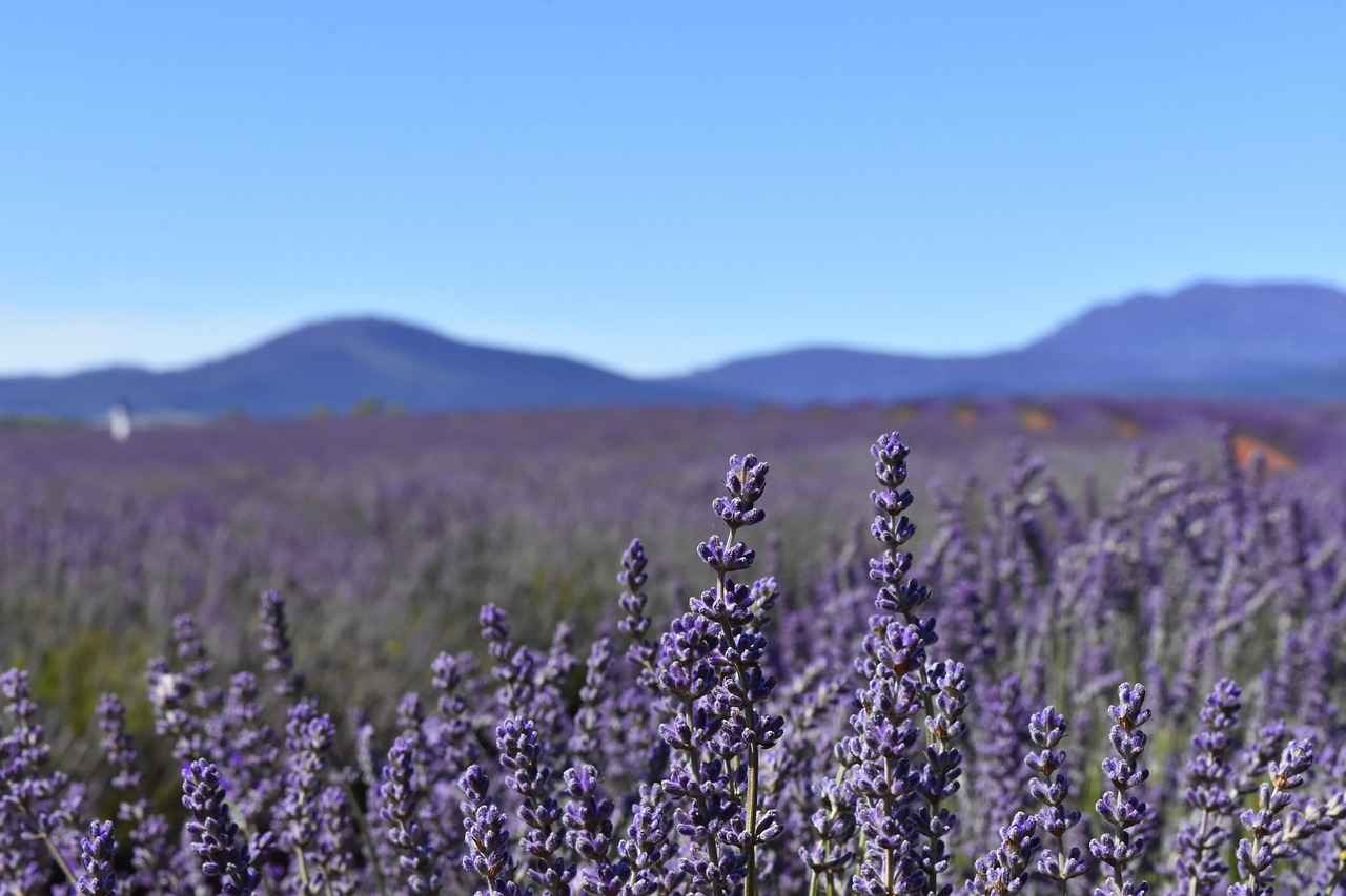 Which Essential Oils Are Best for Vaping?