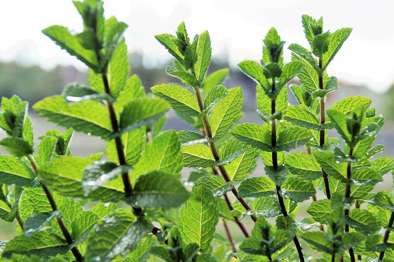Top 5 Menthol Vape Juices for a Refreshing Experience